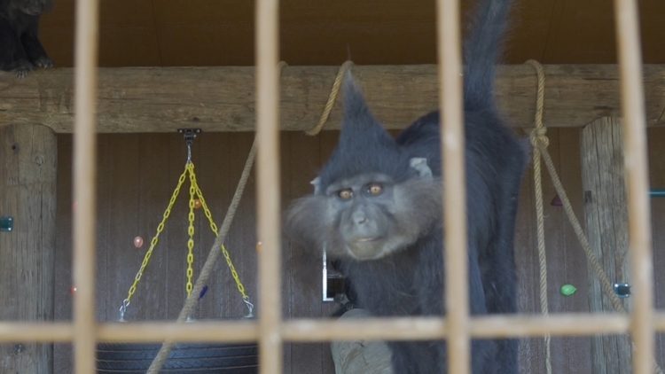 Exclusive look at Big Spring's newest community zoo — NewsWest 9 (Permian Basin), Richardson Community news