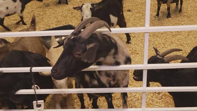 Health officials investigate E. coli cases possibly linked to State Fair of Texas petting zoo — WFAA (Dallas-Fort Worth)